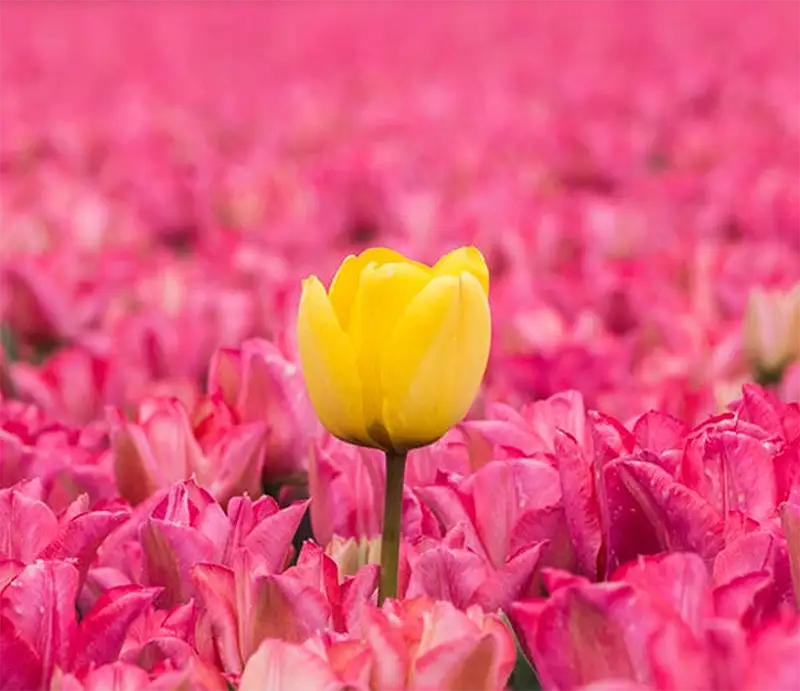 yellow flower amongst pink flowers