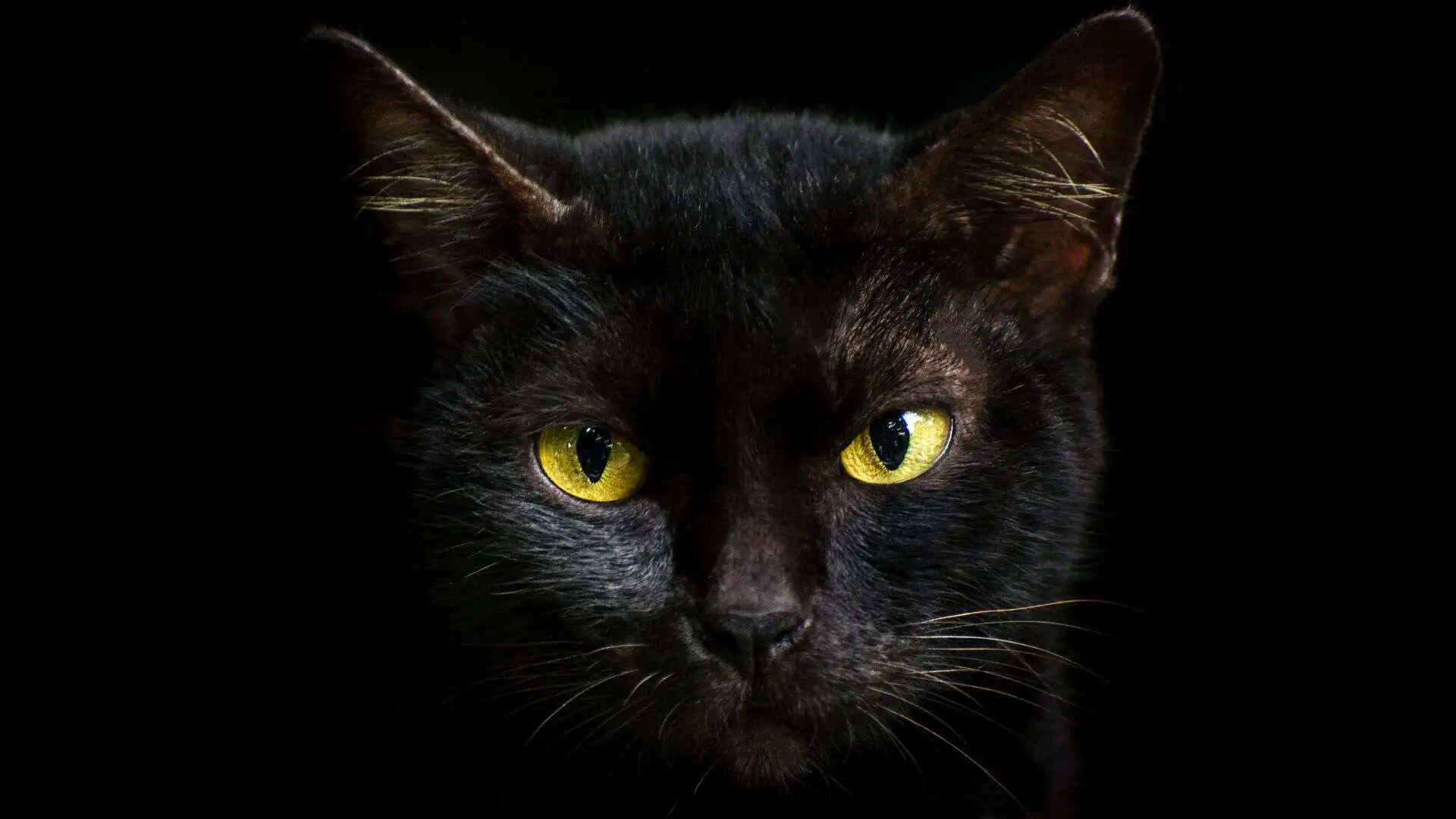 black cat looking at you