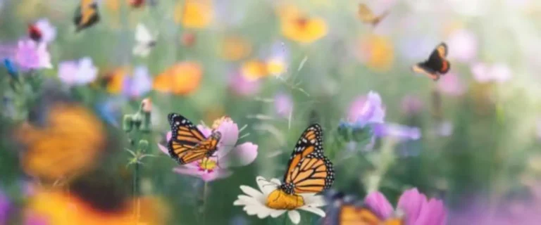 butterflies