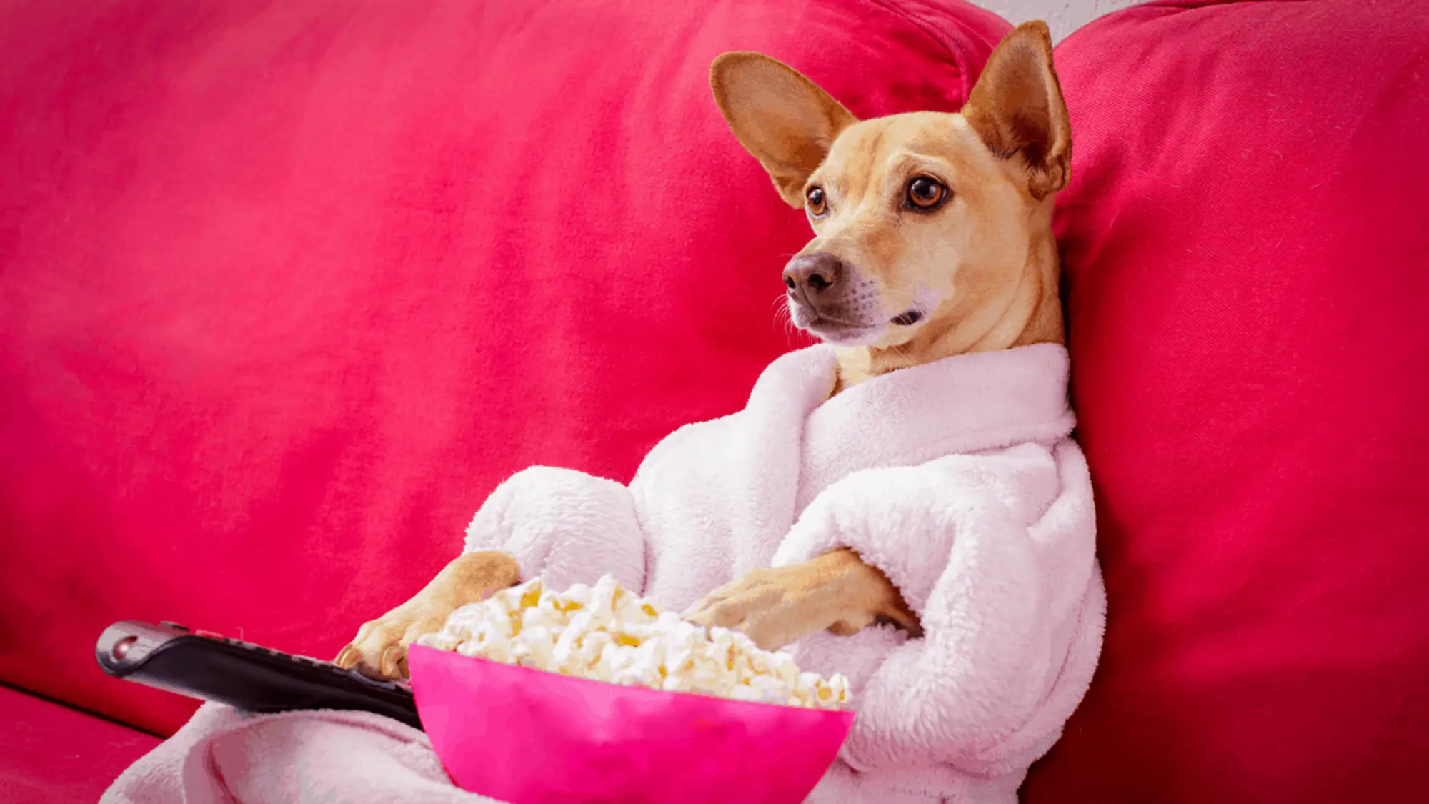 dog sitting on a couch with popcorn