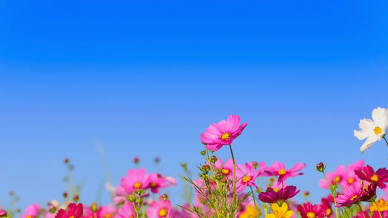 flowers in a field