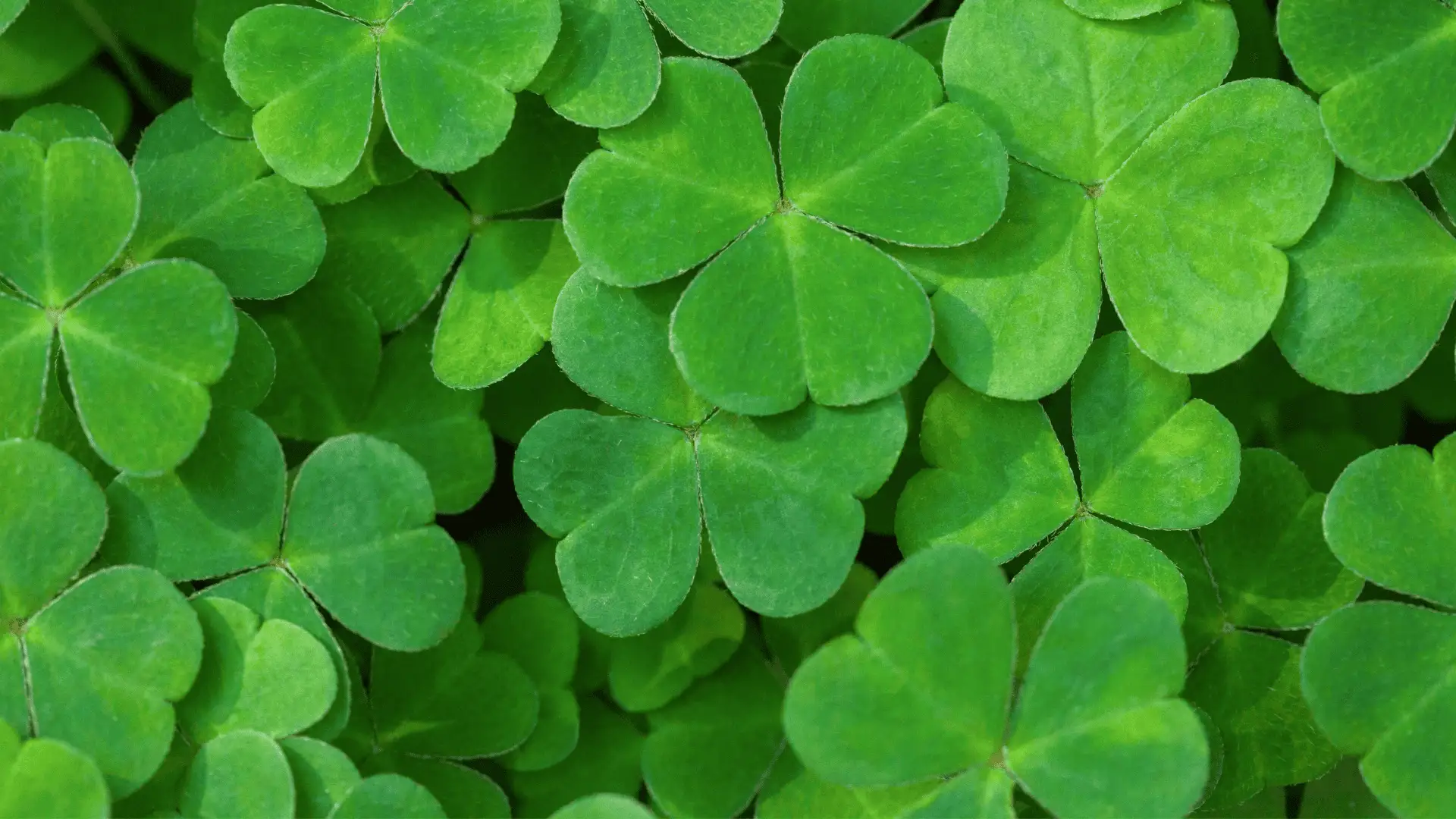 green clovers