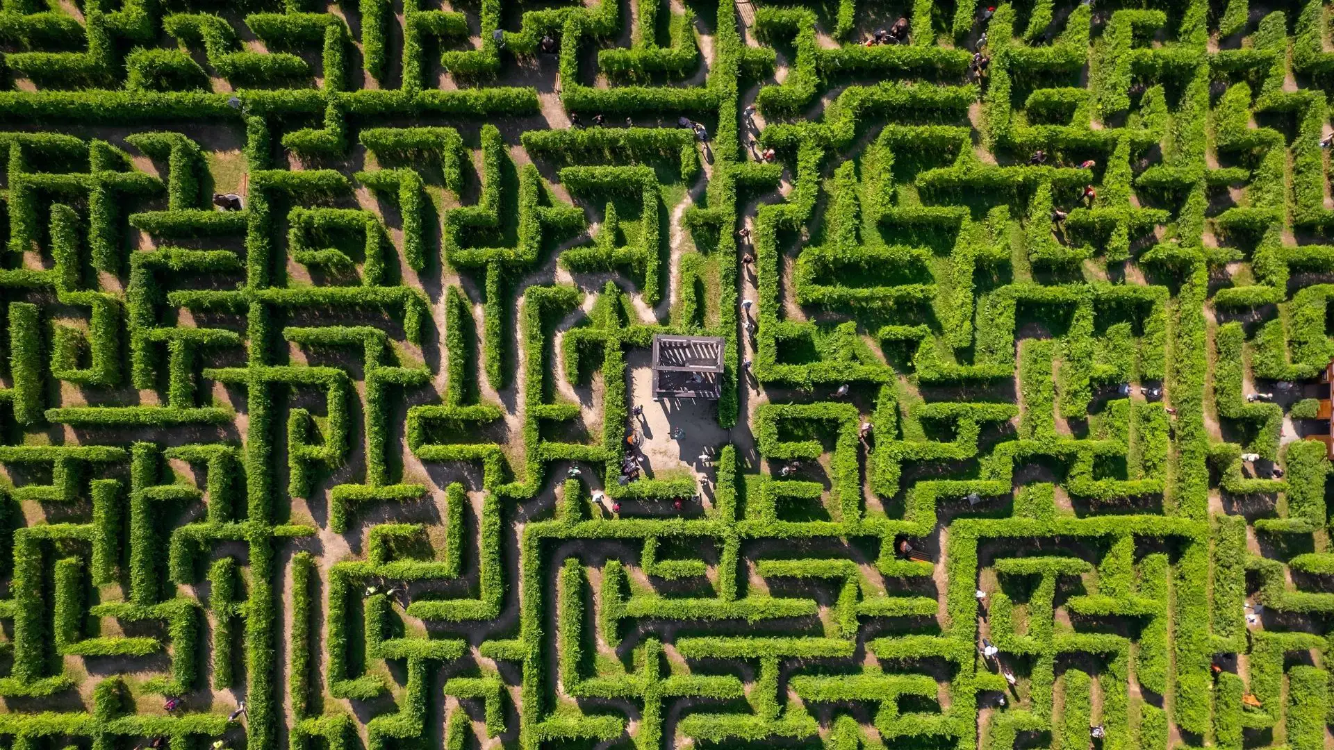 maze made up of green hedges